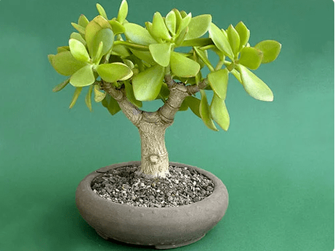 Diy talizmán